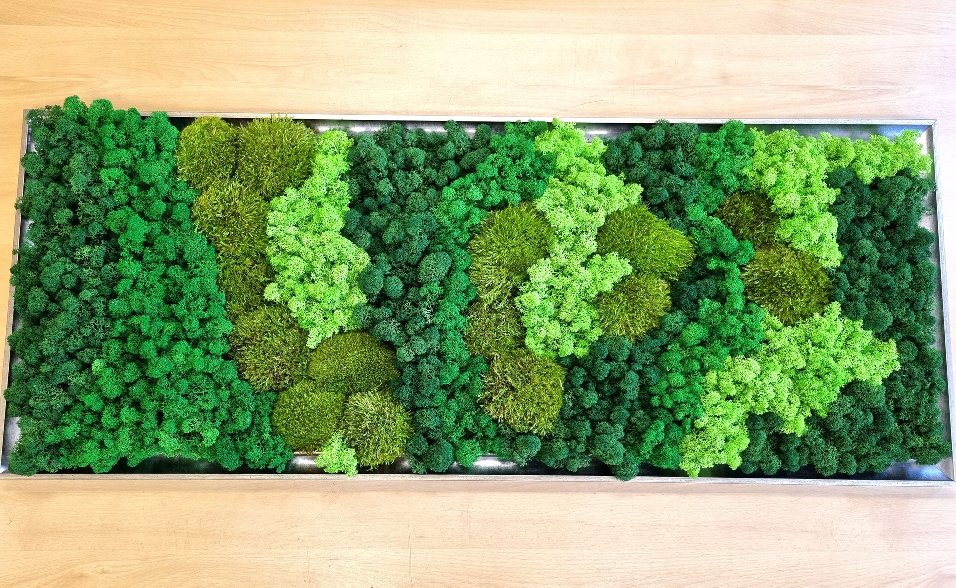 egyedi izlandi zuzmó és gömbmoha faldekor