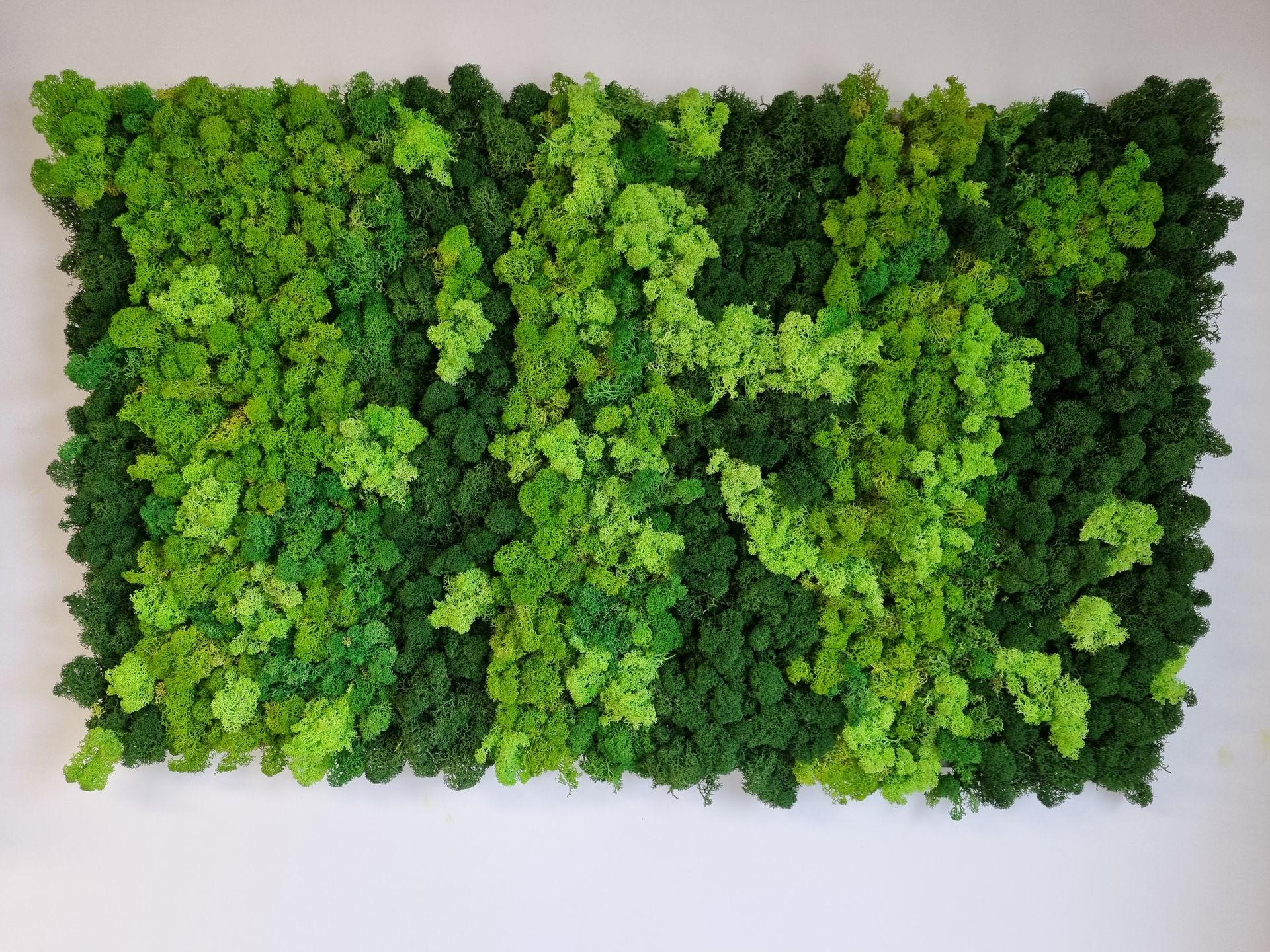 egyedi izlandi zuzmó faldekor